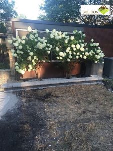 Landscaping Service in Cedar Lake add curb appeal with flowering shrubs