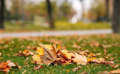Fall Maintenance for Your Landscaping